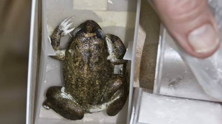 In March 2008, the Project Lazarus research team made its first attempts to clone the extinct Australian gastric-brooding frog, Rheobatrachas silus, by nuclear transfer. The tissue was taken from specimens frozen since 1980, including this remarkably well-preserved complete frog. A frozen gastric brooding frog. Photo: Bob Beale