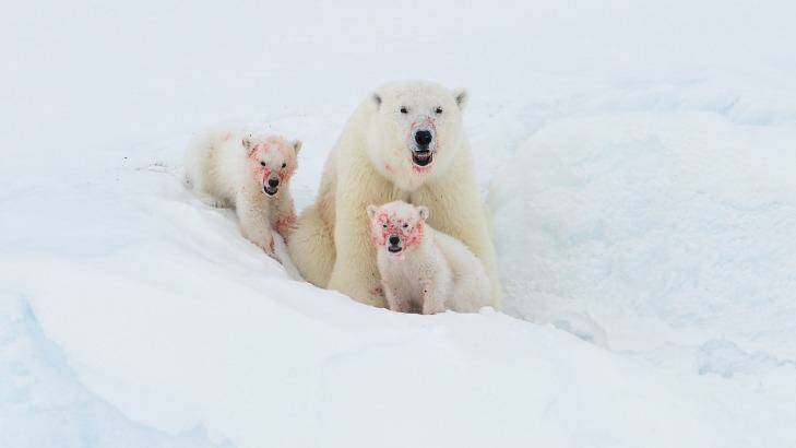 Like mother, like cubs, Arctic. Photo: John Rollins