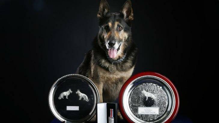 Hero police dog Bosun. Photo: Supplied