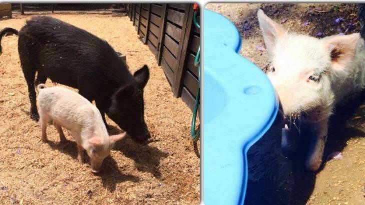 Missy, the smaller white pig, and Morris survived the attack but suffered puncture wounds. Photo: 2773