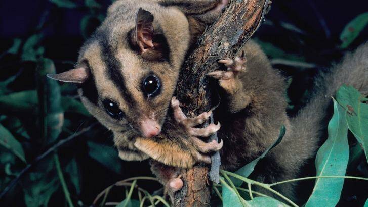 The endangered mahogany glider, once thought to be extinct, was rediscovered in 1989 by a Queensland researcher. Photo: Bruce Cowell