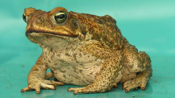 Human memories are fallible... anecdotes of cane toad populations declining could just be people noticing them less.