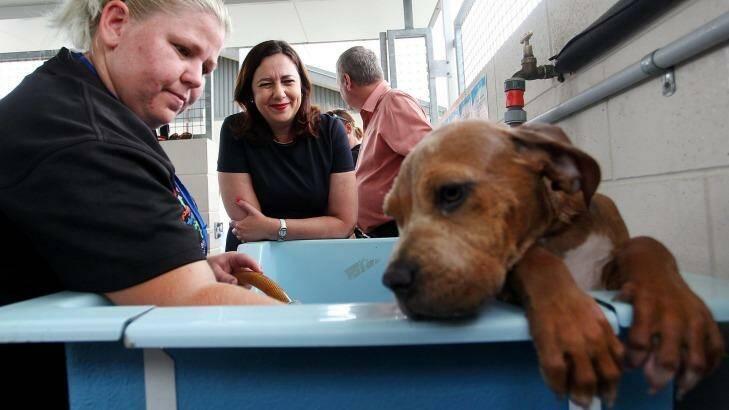 Premier Annastacia Palaszczuk helps bath a dogue de bordeaux puppy with volunteer Keira Law at the RSPCA Queensland at Wacol. Photo: Lisa Maree Williams