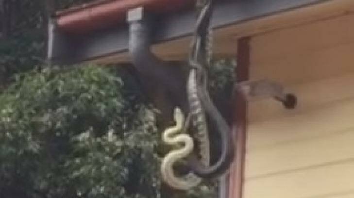 The two carpet pythons were found hanging from a Queensland roof. Photo: Becky Beale/Facebook