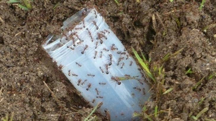 "Maize production in the United States has actually been cut by 65 per cent in one of their states impacted by fire ants." Photo: Department of Agriculture and Fi