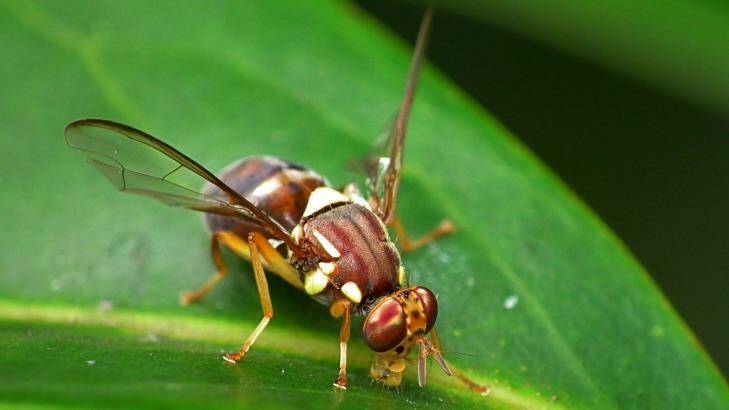 A Queensland fruit fly, like those discovered in Auckland. Photo: Supplied