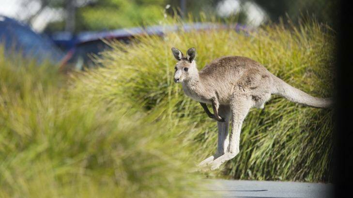 The impact on eastern grey kangaroos at Sippy Downs will be crucial to the success of the Sunshine Coast's Palmview project to house 15,000 residents.  Photo: Jay Cronan