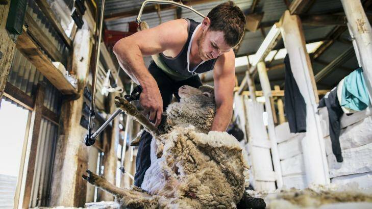 Family ties: Joe Picker shears one of hundreds of sheep on the family farm. Photo: Rohan Thomson
