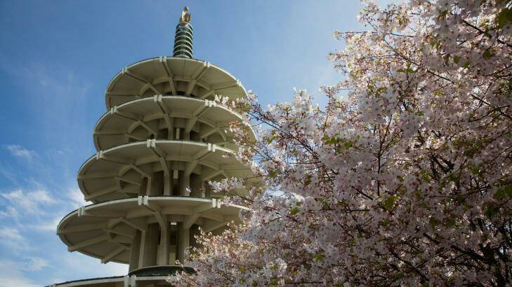 The Peace Pagoda and cherry blossom in San Francisco's Japantown.  Photo: Ei Katsumata, Alamy 