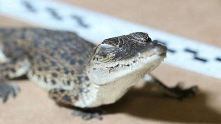 Baby saltwater crocodile found in truck stopped in Queensland. Photo: QPS