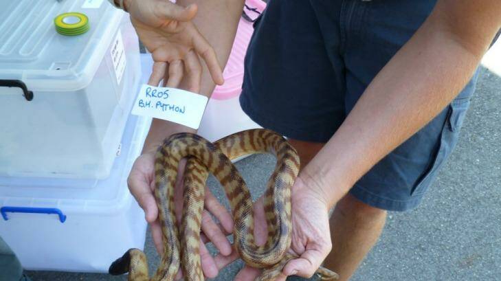 A black market snake. Photo: Supplied