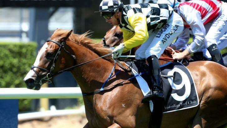 Winning start: Brenton Avdulla rides Exceeds to take out the opening race at Randwick. Photo: bradleyphotos.com.au
