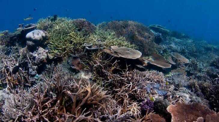 Queensland scientists have laid out a six-point plan to save the Great Barrier Reef Photo: Ed Roberts