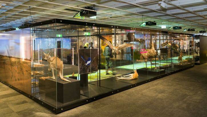 The 'Wild Side' exhibition at Queensland Museum will open tomorrow. Photo: Peter Waddington