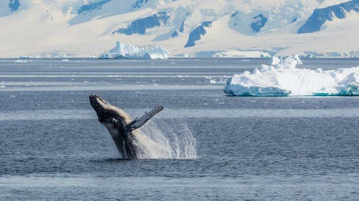 Adult humpback whale breaching in the Gerlache Strait, Antarctica: More room to move than in any previous year on record. Photo: Michael Nolan