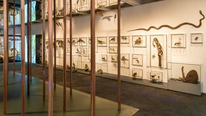 The exhibition revived the taxidermy department at the museum. Photo: Peter Waddington
