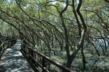 Wynnum Mangrove Boardwalk. Photo: Supplied