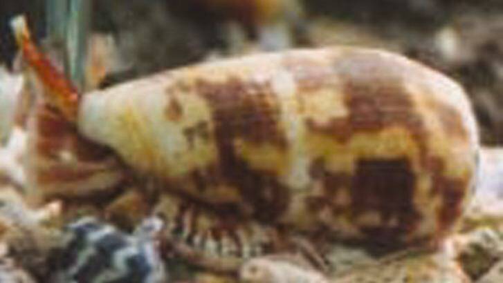 A University of Queensland study hopes cone snail venom will be able to eventually lead to treatments for serious diseases in humans. Photo: Supplied