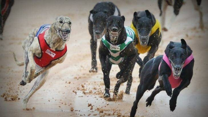 The Queensland government has launched a commission of inquiry into the greyhound industry. Photo: Joe Armao