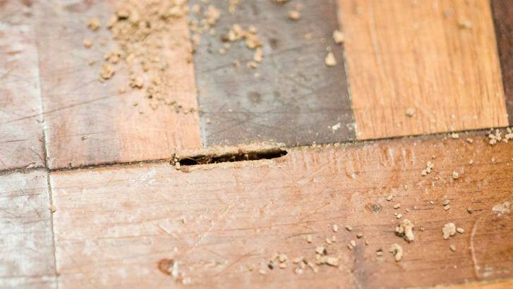 Termites eating floorboards.