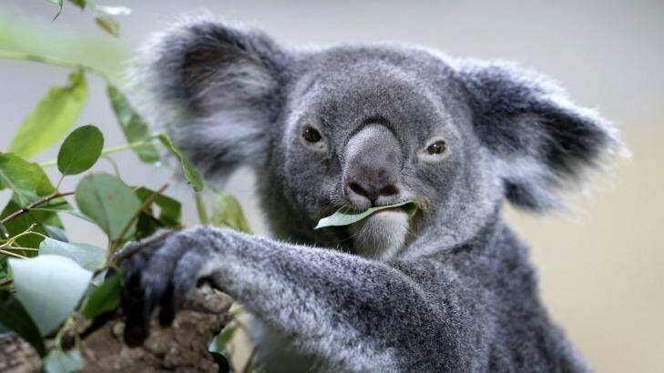 Endangered koalas on the Sunshine Coast are under the spotlight. Photo: Wong Maye-E