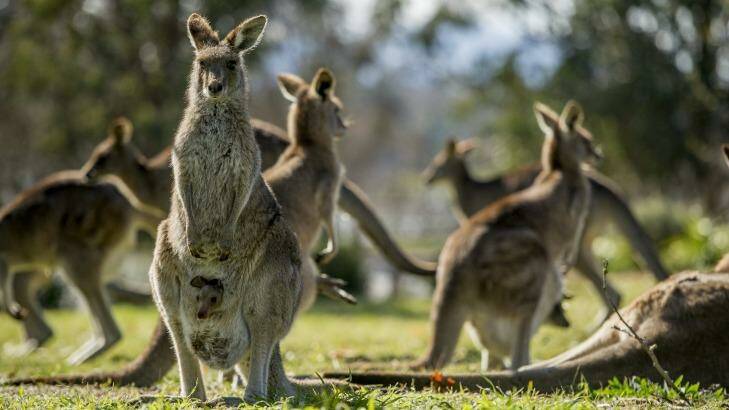 Kangaroos in Weston Park, Yarralumla, where the government has been conducting a kangaroo fertility trial. Photo: Jay Cronan