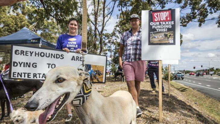 Ex-racing greyhounds joined protesters on Saturday. Photo: Glenn Hunt
