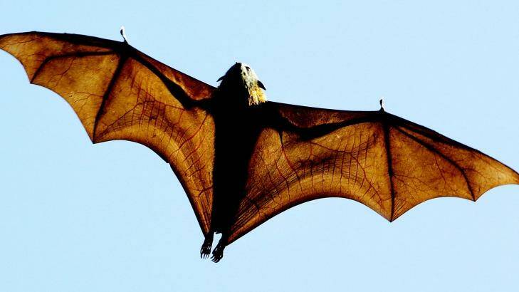 The grey-headed flying fox, a native Australian bat, has become an election issue. Photo: Greg Wood
