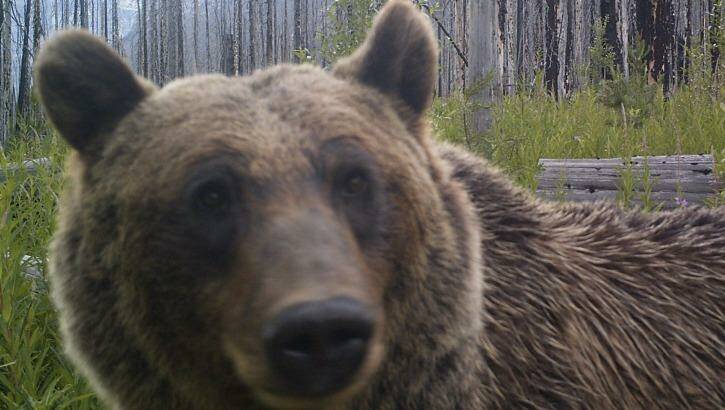 Bear spray is actually a real thing. Photo: Supplied