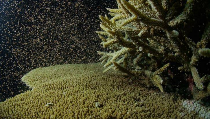  A perfect storm of weather and marine conditions has led to a mass coral spawning on the Great Barrier Reef. Photo: Supplied