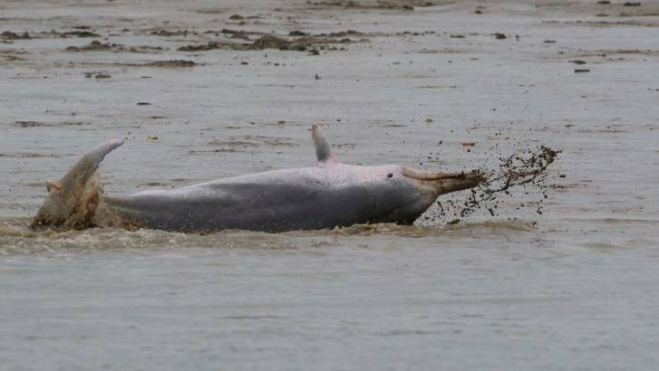 Humpback dolphin. Photo: Southern Cross University