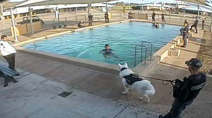 Images also show an un-muzzled dog approach girl as she is trying to get out of a pool. Photo: Supplied