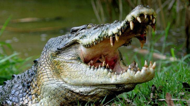 A crocodile has attacked a man on a north Queensland golf course.