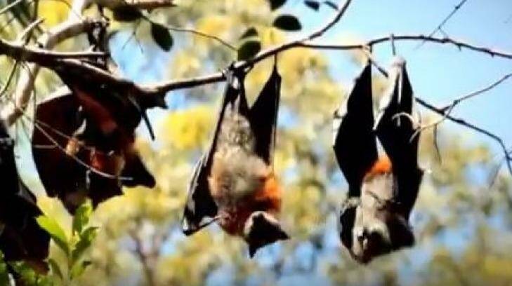 Bats re-locating on Sunshine Coast as warmer winters change eucalpt flowering. Photo: Supplied