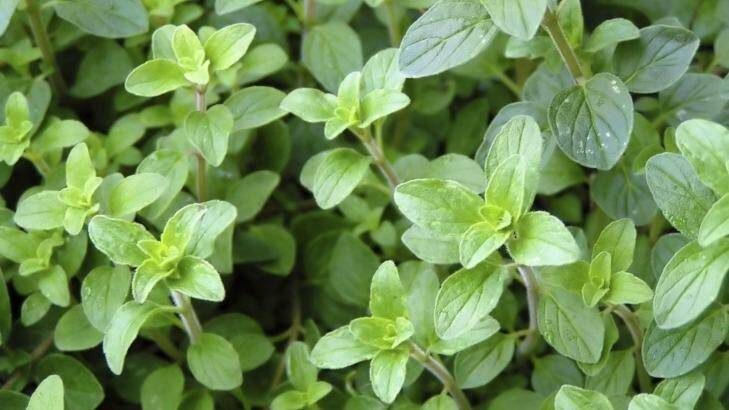 Oregano has become a staple in kitchens with the growing popularity of Mediterranean cooking. Photo: act\kirsten.lawson