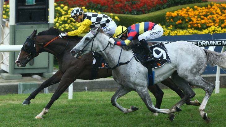 Plenty of fight: High Midnight (left) gets up to beat His Majesty in a hard-fought finish at Rosehill gardens.  Photo:  bradleyphotos.com.au