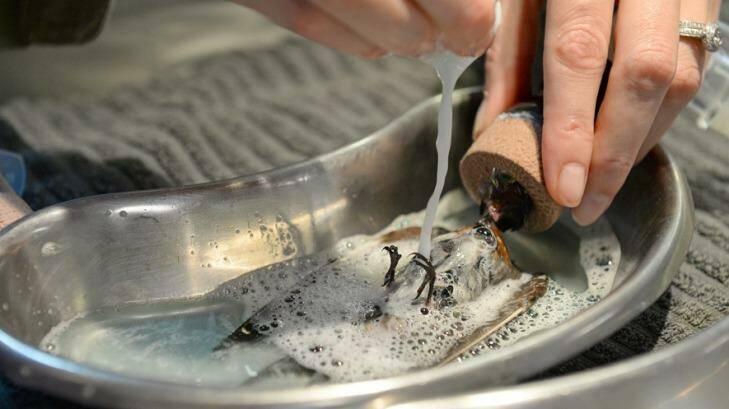 Australia Zoo's vet staff took four hours to wash the gel from the 32 tiny swallows. Photo: Ben Beaden