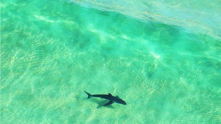 A juvenile white shark swims in the Port Stephens region. Photo: William Gladstone