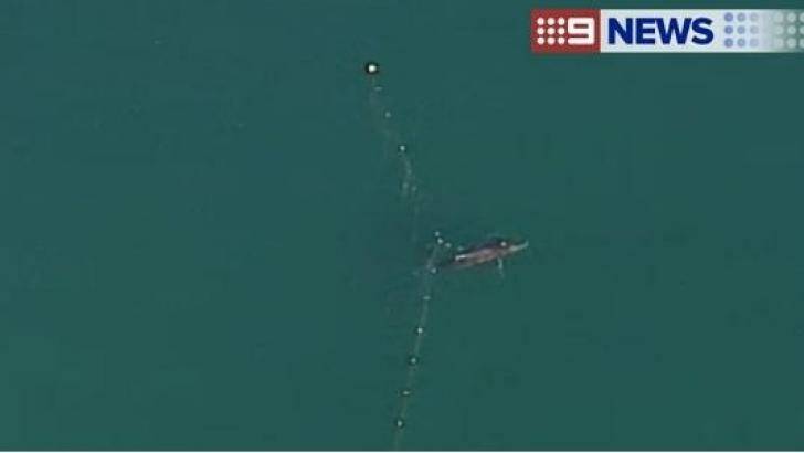 The whale trapped in shark nets off Kirra Beach. Photo: Nine News