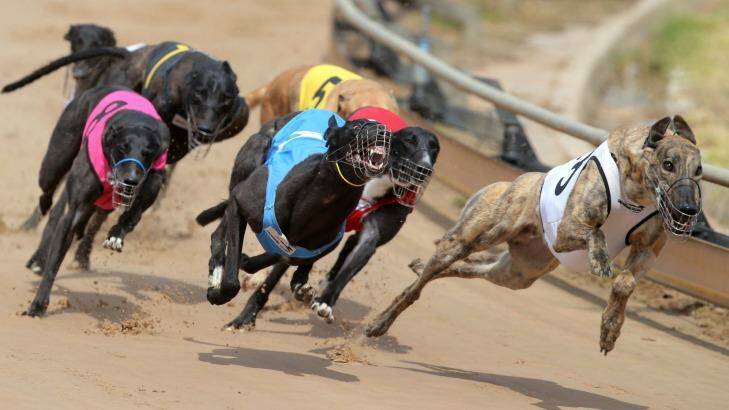 Members of the state's greyhound racing industry are looking to have Racing Queensland replaced with a code specific body. Photo: Damian White 