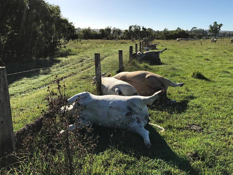 Three calves and three cows, worth around $10,000, were all dead following a lightning strike.