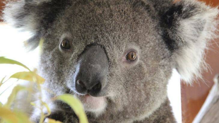 Koala deaths are expected to increase if plans for a major new suburb in Brisbane's west go ahead. Photo: James Fitzgerald