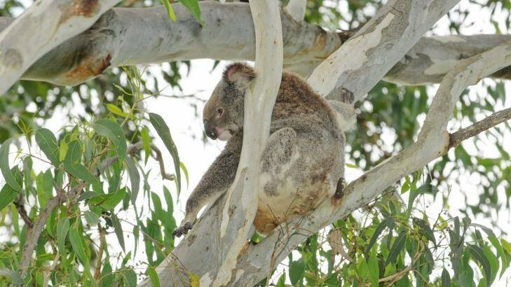 25 hectares of rainforest and koala food sources will be cleared as part of the plan. Photo: Kez Whipp