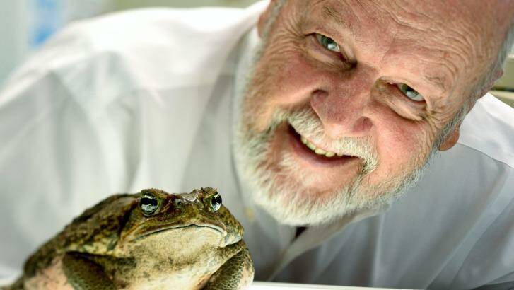 Professor Rick Shine with his cane toad Galadriel in his Sydney University lab. Photo: Steven Siewert
