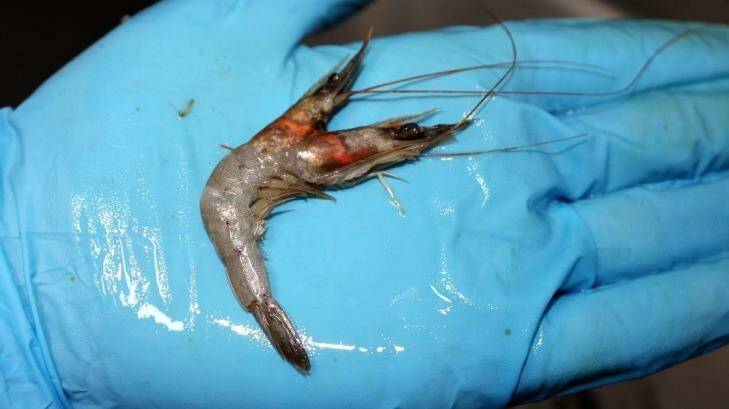 The two-headed prawn causing a stir on Facebook. Photo: Picasa