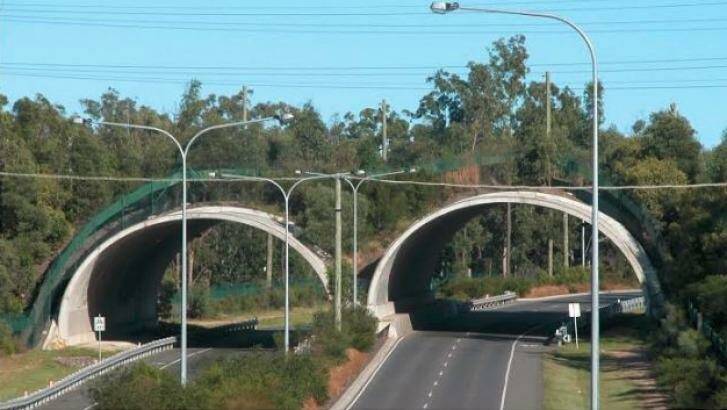 The smart mammal bridge over Compton Road at Kuraby. Photo: Supplied Griffith University