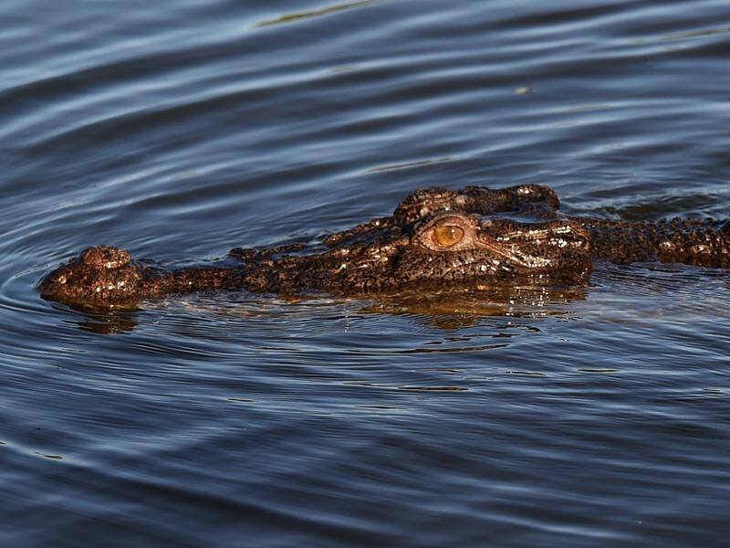 Crocodiles in Queensland are happy to stay close to home unlike their NT cousins, a study has found (Dean Lewins/AAP PHOTOS)