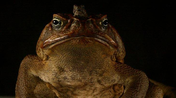 A large male cane toad with a baby toad on its head. Photo: Glenn Campbell GMC