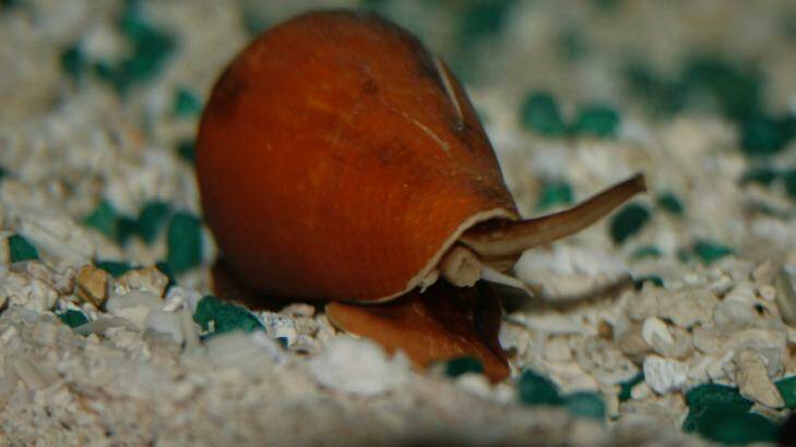 The venom of cone snails is being studies for potential medical uses. Photo: Frank Amri