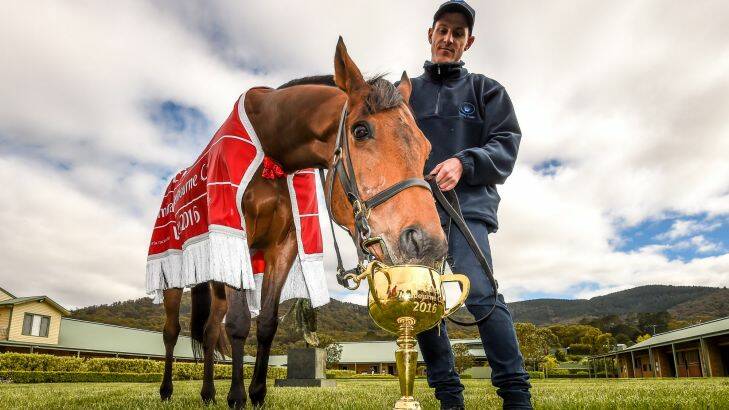 The Age, News, 2/11/2016, picture by Justin McManus. Winner of the Melbourne Cup Almandin with strapper Joe Flannery at Lloyd Williams stables at Mt. Macedon.